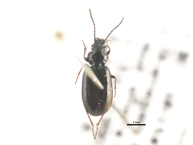 Image of Bembidion (Peryphidium) nebraskense Le Conte 1863