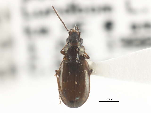 Image of Bembidion (Peryphidium) nebraskense Le Conte 1863