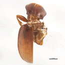 Image of Amerizus (Amerizus) oblongulus (Mannerheim 1852)