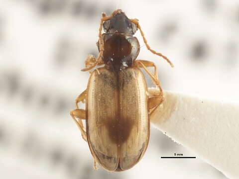 Image of Bembidion (Peryphus) obscurellum (Motschulsky 1845)