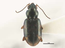 Bembidion (Notaphus) patruele Dejean 1831的圖片