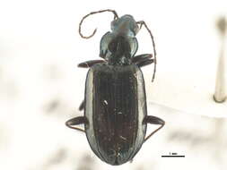 Image of Bembidion (Melomalus) planatum (Le Conte 1847)