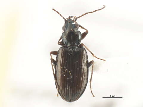 Image of Bembidion (Plataphus) planiusculum Mannerheim 1843