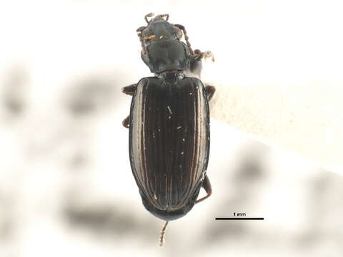 Image de Bembidion (Plataphus) planiusculum Mannerheim 1843