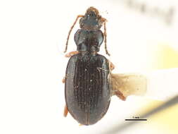 Image of Bembidion (Peryphanes) platynoides Hayward 1897