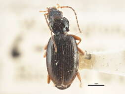 Image of Bembidion (Peryphanes) platynoides Hayward 1897