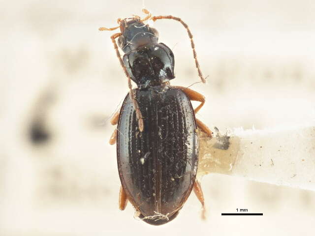 Image of Bembidion (Peryphanes) platynoides Hayward 1897