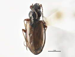 Image de Bembidion (Plataphus) rusticum Casey 1918