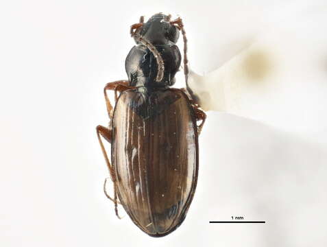 Bembidion (Plataphus) rusticum Casey 1918的圖片