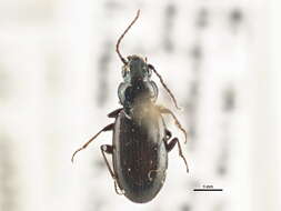 Image of Bembidion (Notaphus) scudderi Le Conte 1878