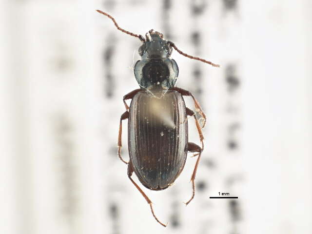 Image of Bembidion (Notaphus) scudderi Le Conte 1878