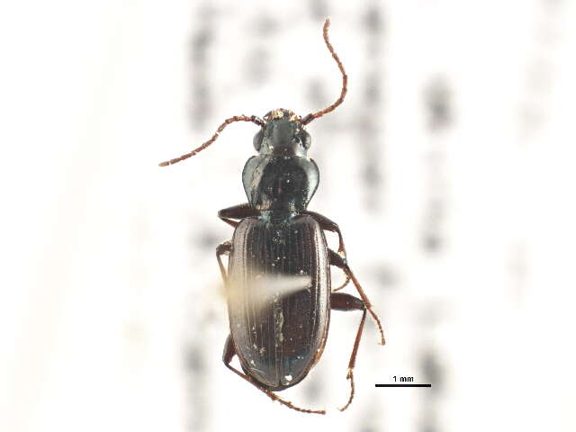 Image of Bembidion (Notaphus) scudderi Le Conte 1878