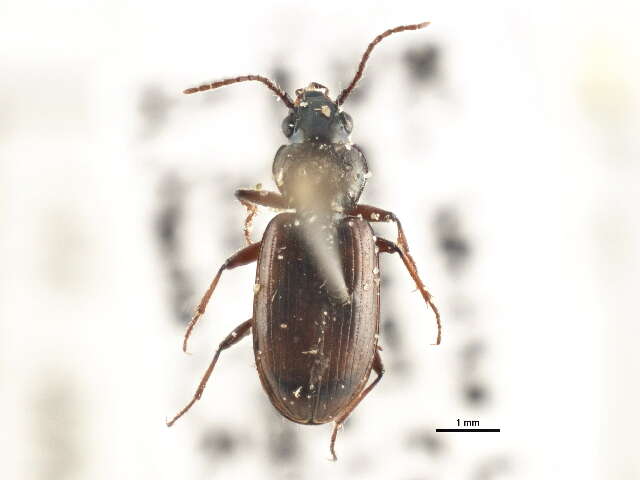 Image of Bembidion (Notaphus) scudderi Le Conte 1878