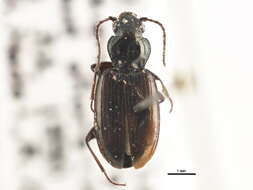 Image of Bembidion (Notaphus) scudderi Le Conte 1878