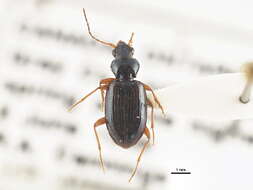 صورة Bembidion (Peryphanes) texanum Chaudoir 1868