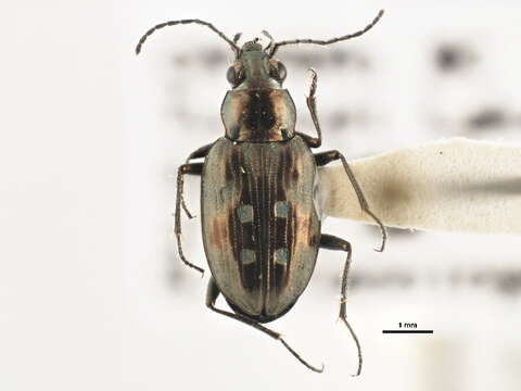 Image of Bembidion (Bracteon) zephyrum Fall 1910