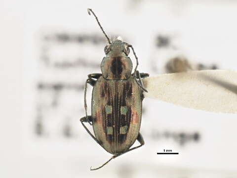 Image of Bembidion (Bracteon) zephyrum Fall 1910