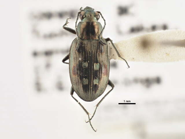 Bembidion (Bracteon) zephyrum Fall 1910的圖片