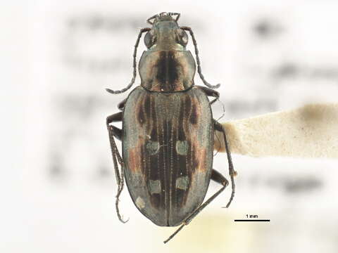 Image of Bembidion (Bracteon) zephyrum Fall 1910