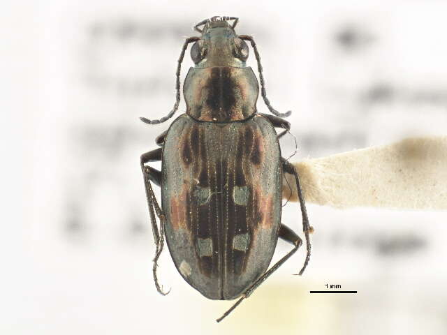 Bembidion (Bracteon) zephyrum Fall 1910的圖片