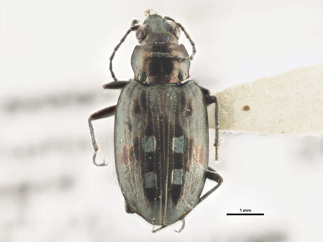 Bembidion (Bracteon) zephyrum Fall 1910的圖片