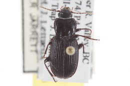 Imagem de Pterostichus (Hypherpes) castaneus (Dejean 1828)