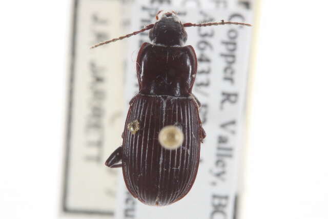 Imagem de Pterostichus (Hypherpes) castaneus (Dejean 1828)