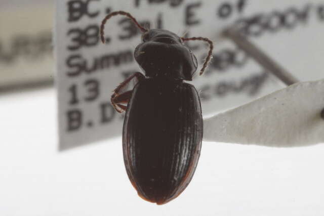 Image of Pterostichus (Cryobius) empetricola (Dejean 1828)