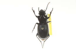 Image of Pterostichus (Hypherpes) lama (Ménétriés 1843)