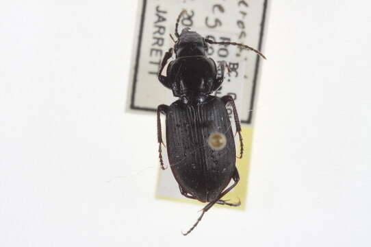 Image of Pterostichus (Bothriopterus) oregonus Le Conte 1861