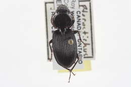 Imagem de Pterostichus (Petrophilus) stygicus (Say 1823)