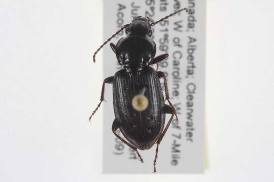 Image of Pterostichus