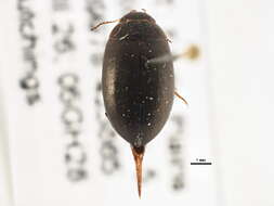 Image of Agabus bifarius