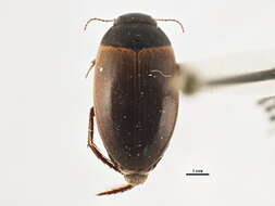 صورة Agabus (Acatodes) inscriptus (Crotch 1873)