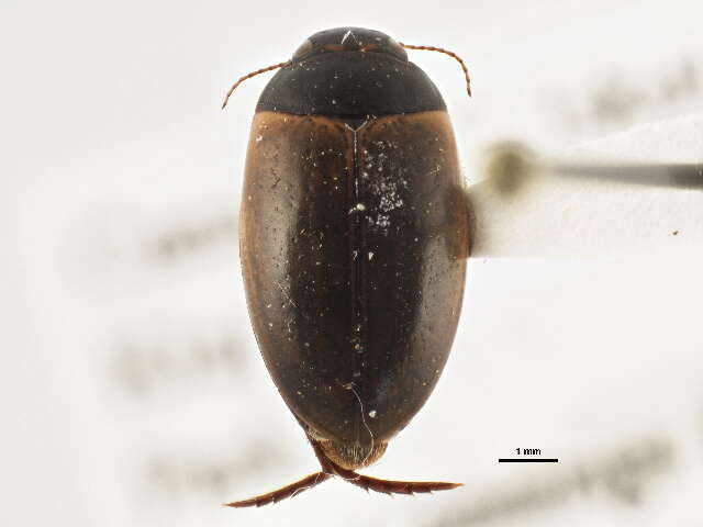 صورة Agabus (Acatodes) inscriptus (Crotch 1873)