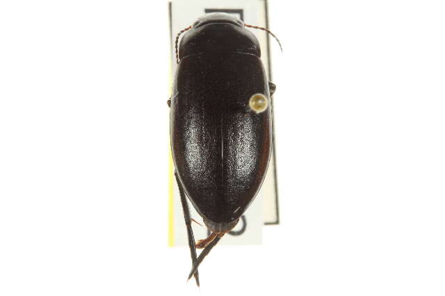 Image of Neoscutopterus