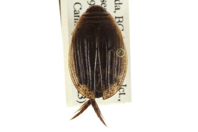 Слика од Acilius (Acilius) abbreviatus Aubé 1838