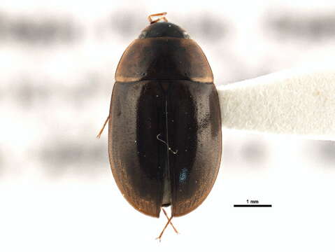 Image of Enochrus (Methydrus) californicus (Horn 1890)