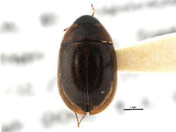 Image of Enochrus (Methydrus) californicus (Horn 1890)