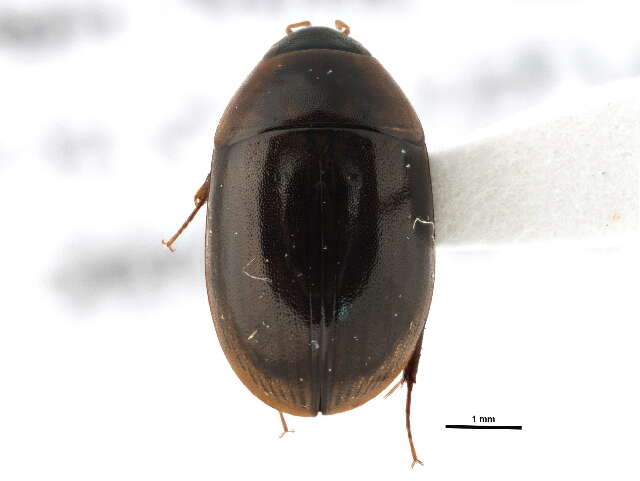 Image of Enochrus (Methydrus) californicus (Horn 1890)