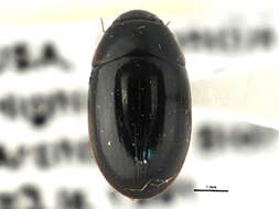 Image of Enochrus (Methydrus) fimbriatus (Melsheimer & F. E. 1844)