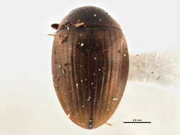 Image of <i>Cercyon adumbratus</i>