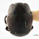 Image of Hypocaccus (Hypocaccus) bigemmeus (J. L. Le Conte 1851)