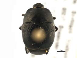 Image of Clown beetle