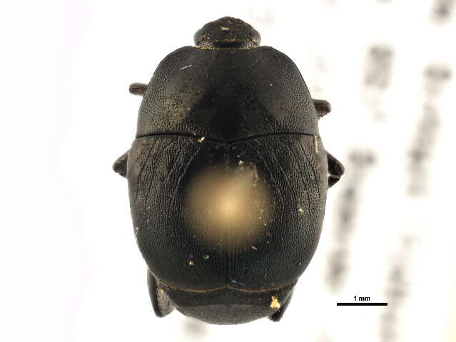 Image of Clown beetle