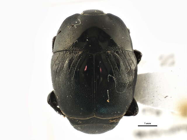 Image of Clown beetle