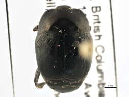 Image of Clown beetle