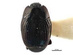 Image of Clown beetle