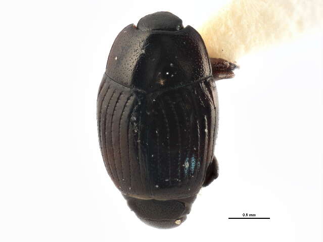 Image of Clown beetle