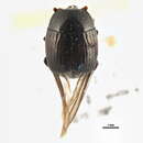 Image of Margarinotus (Ptomister) umbrosus (Casey 1893)